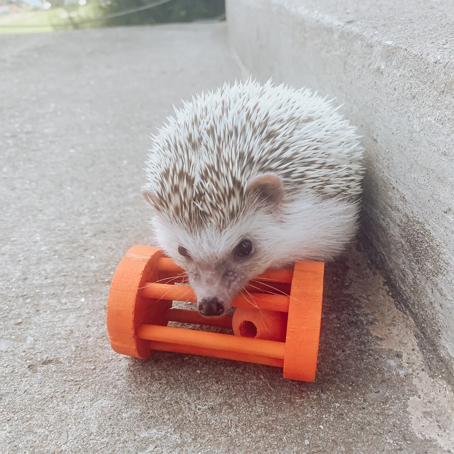 Barrel Roller Toy