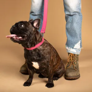 Matching Signature 6ft Leash