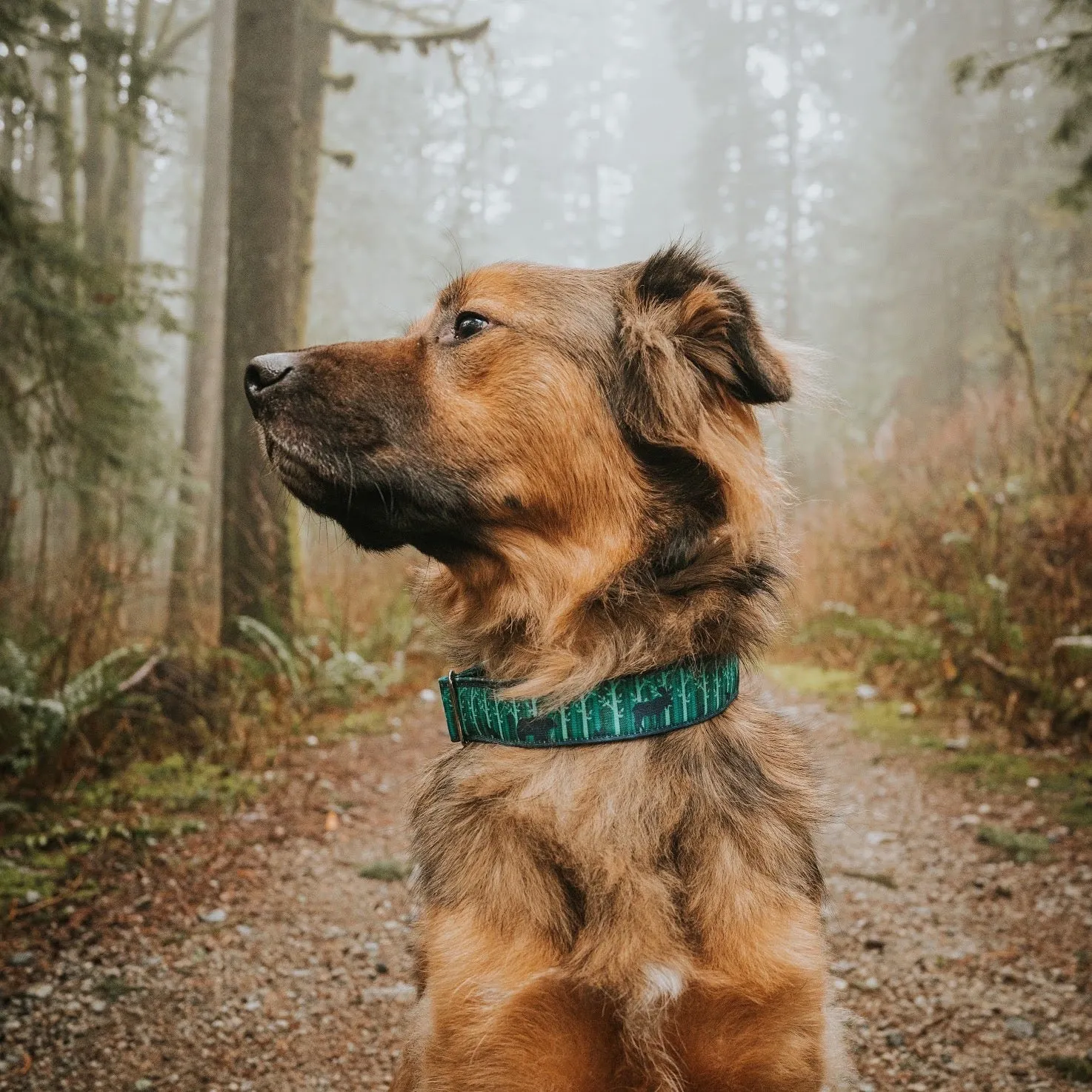 Olympia Dog Collar